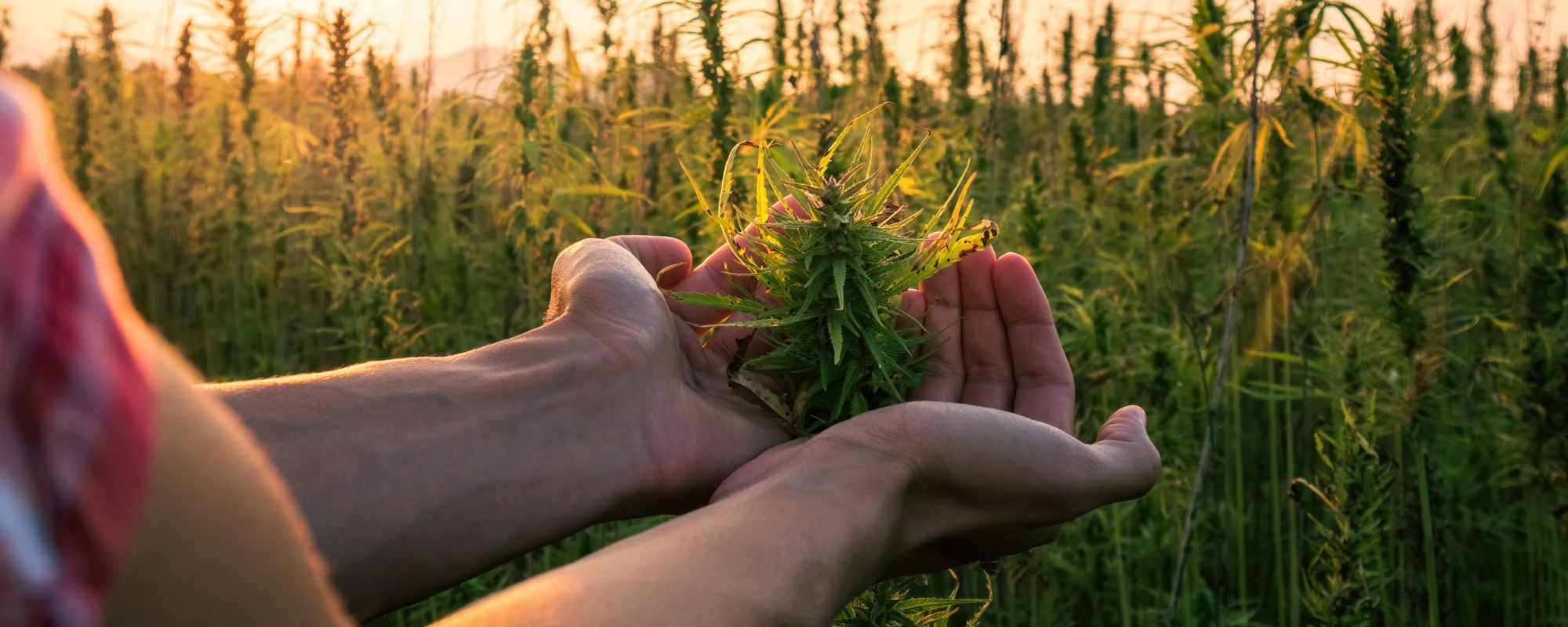 Cannabis_lending_cta_image_(1).webp